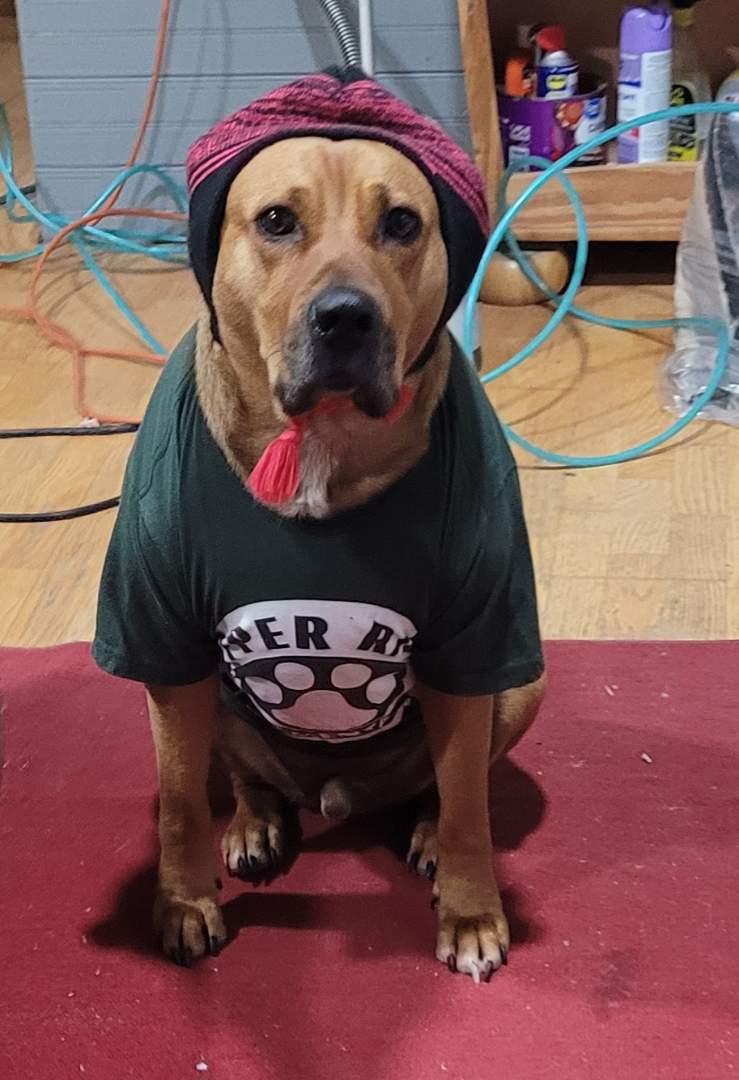 Todd Michael dog