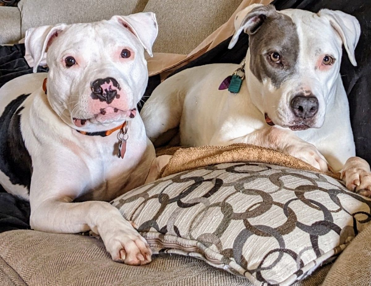 a creative stitch (dogs)
